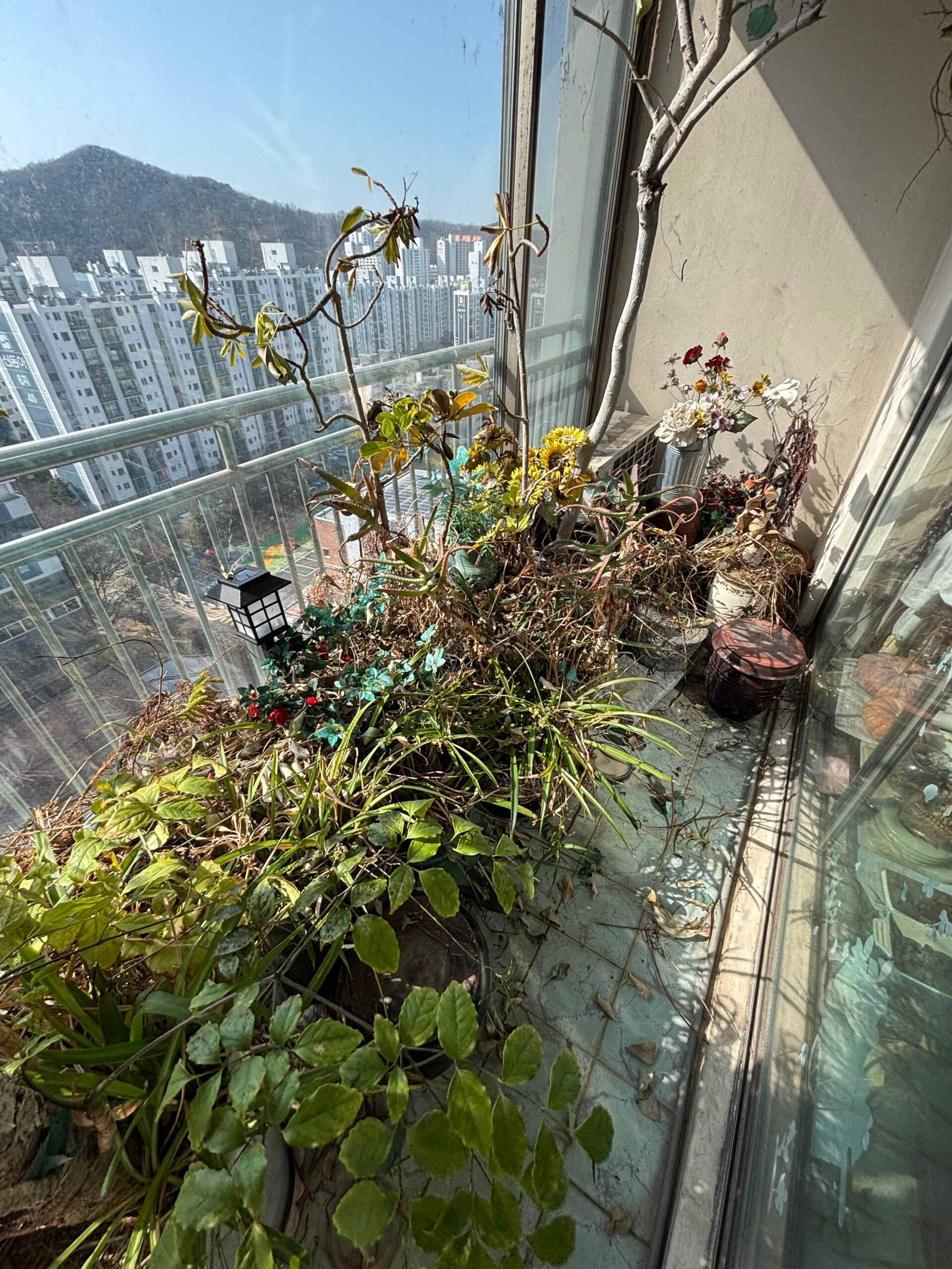 강남구 화분 수거 업체, 비용 총정리